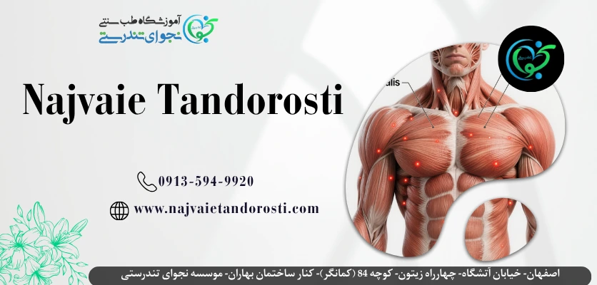 نقاط ماشه ای بدن کدامند؟ - ماساژ نقاط ماشه ای